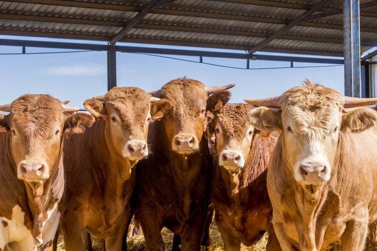 Signs of a nutritional or metabolic disorder in feedlot animals