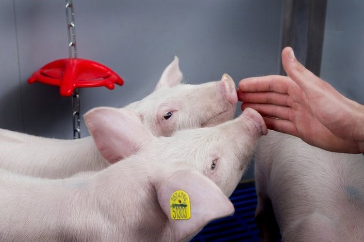 piglets