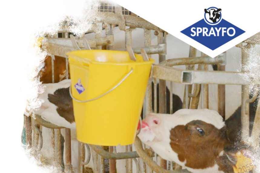 Calf drinking from a yellow bucket with the sprayfo logo and white clouds on top.