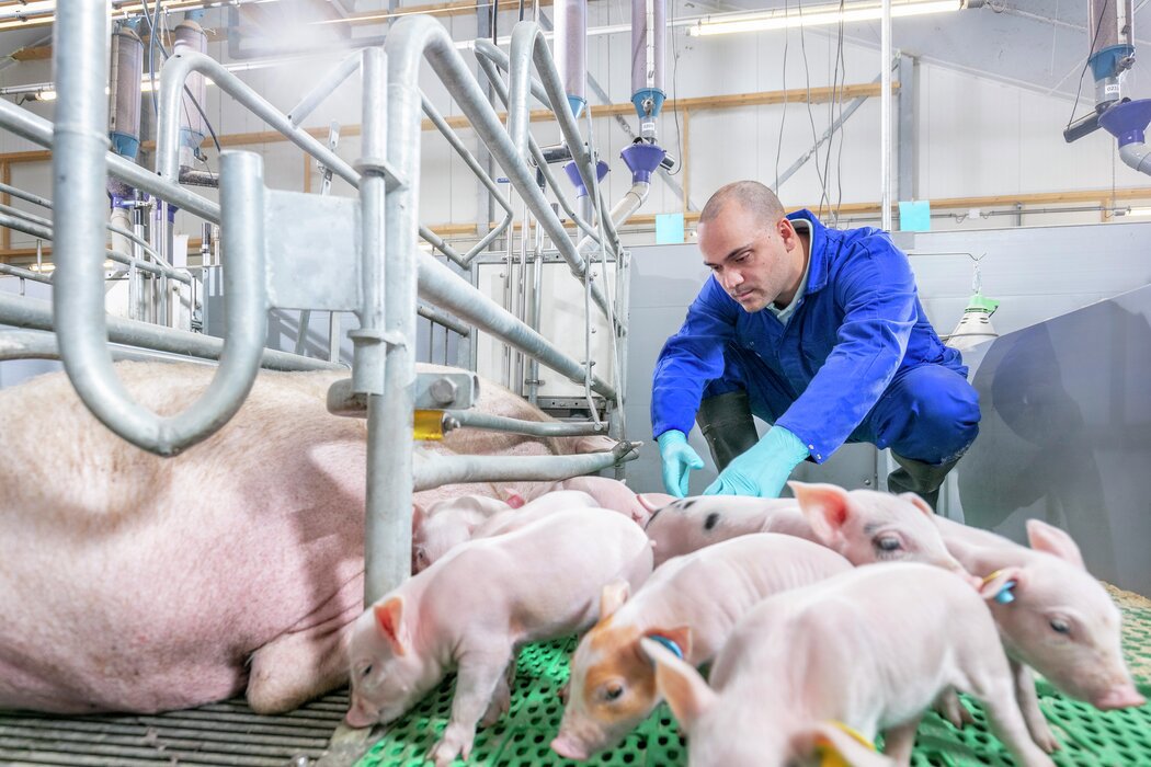 Farmer inspecting piglets in a barn