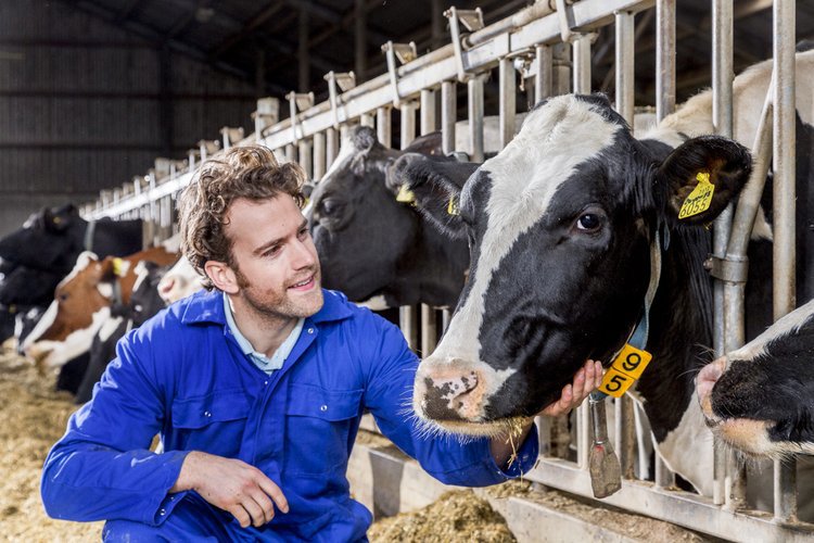 Dairy cow health - Trouw Nutrition