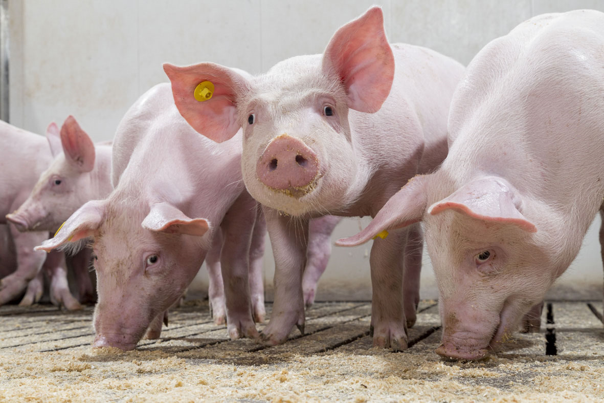 use of antibiotics easy and manageable for swine
