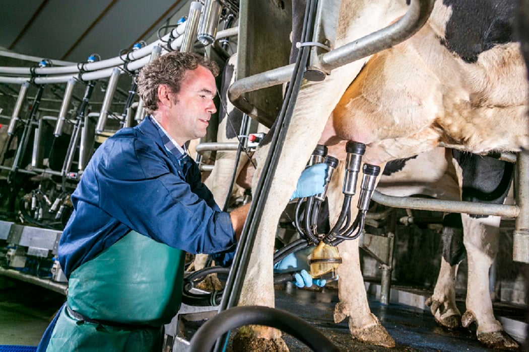 Influencing cow milk production performance
