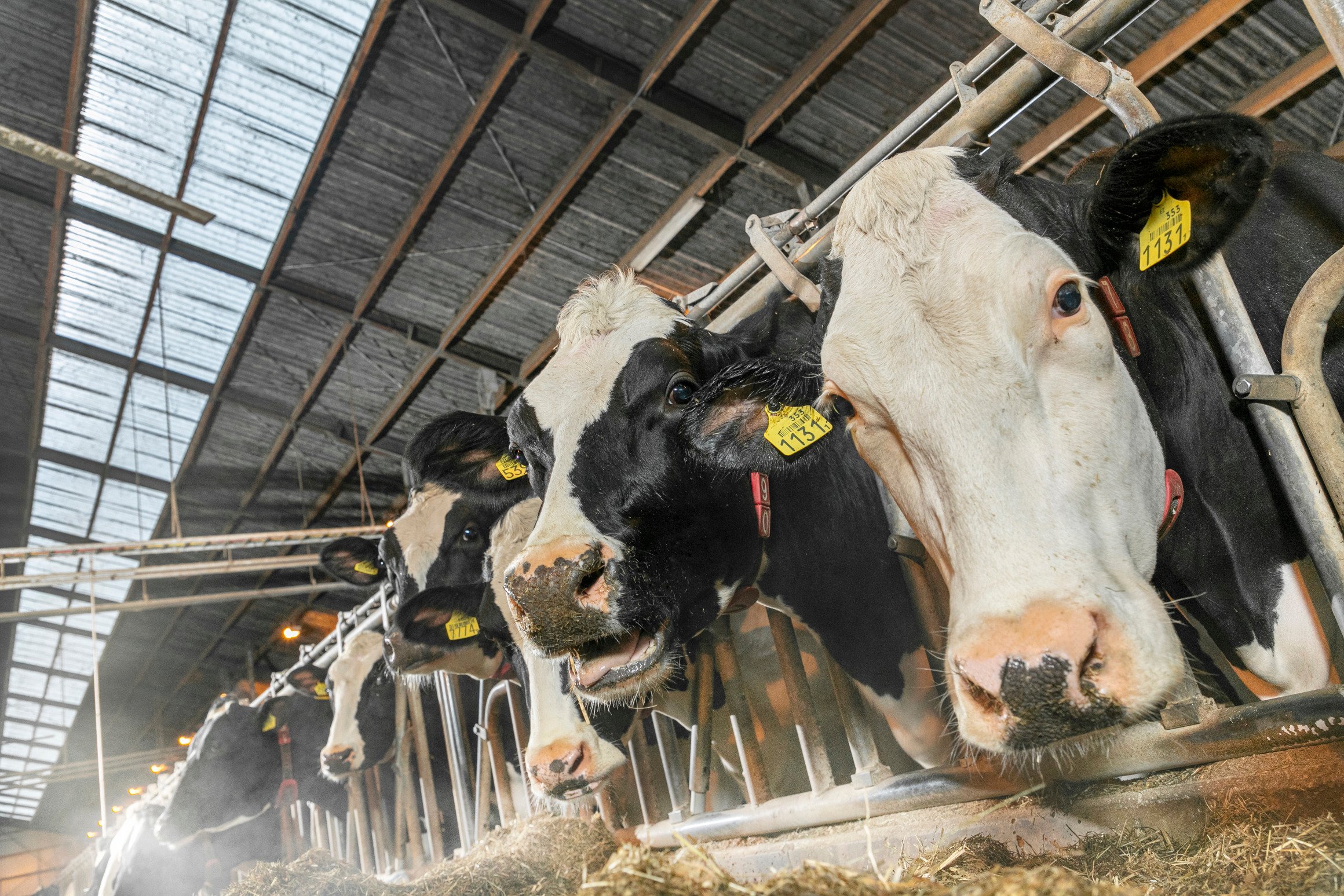 The calving pen