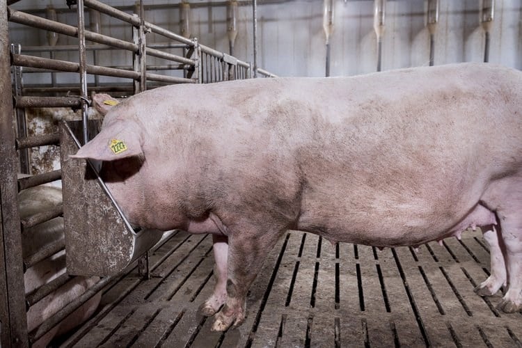 Sow food and water intake