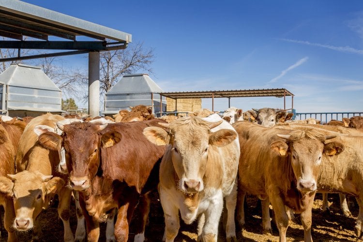 provide a trace mineral source for calves