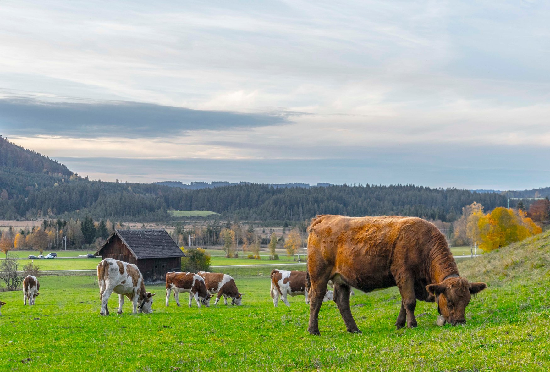 beef calves in the farm