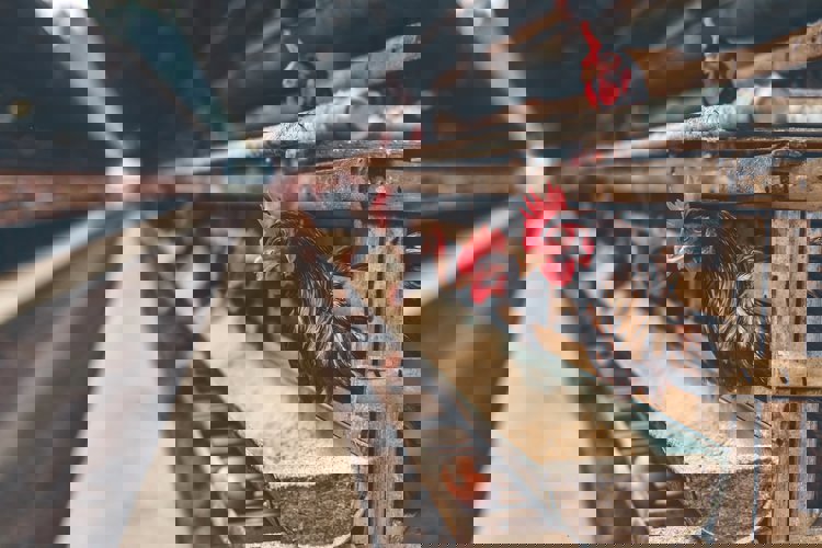 Pre-peak feed recommendations