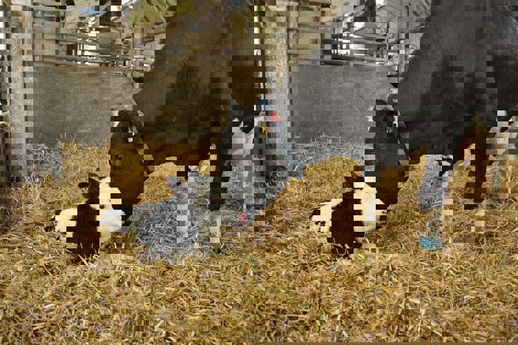 Dairy cow lactation transition Trouw Nutrition