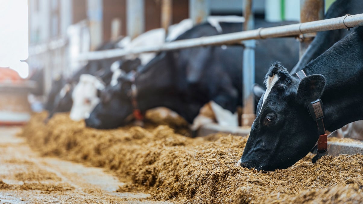 Dairy Day Spotlights Grain and Ruminant Feed