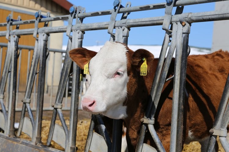 Providing trace minerals for cows