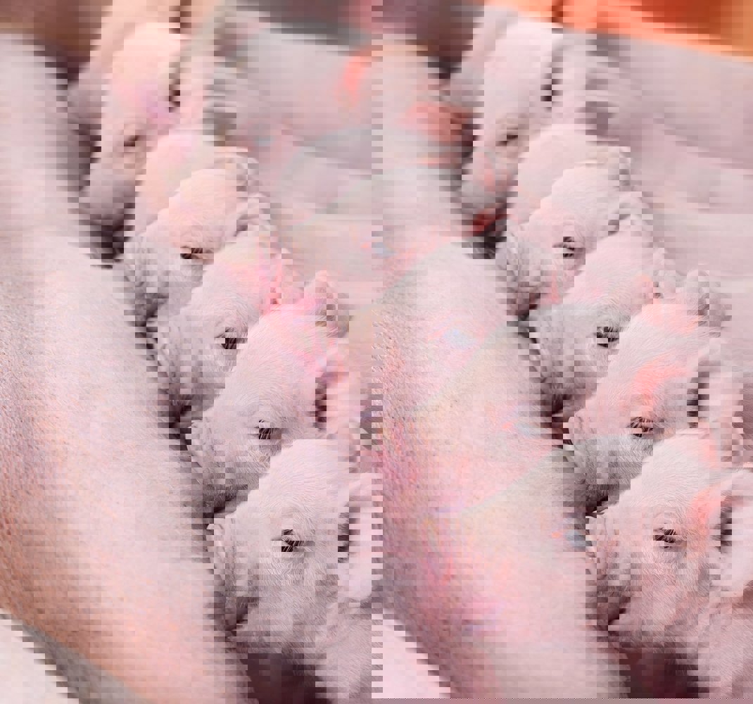 Sows - Trouw Nutrition