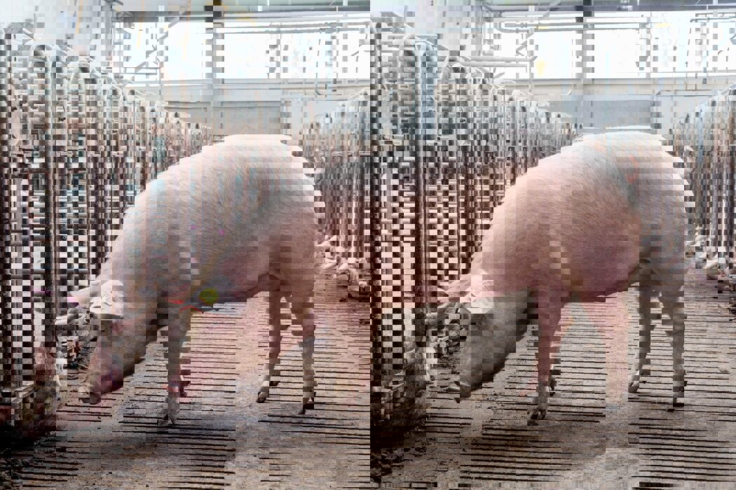 Sow standing in a barn