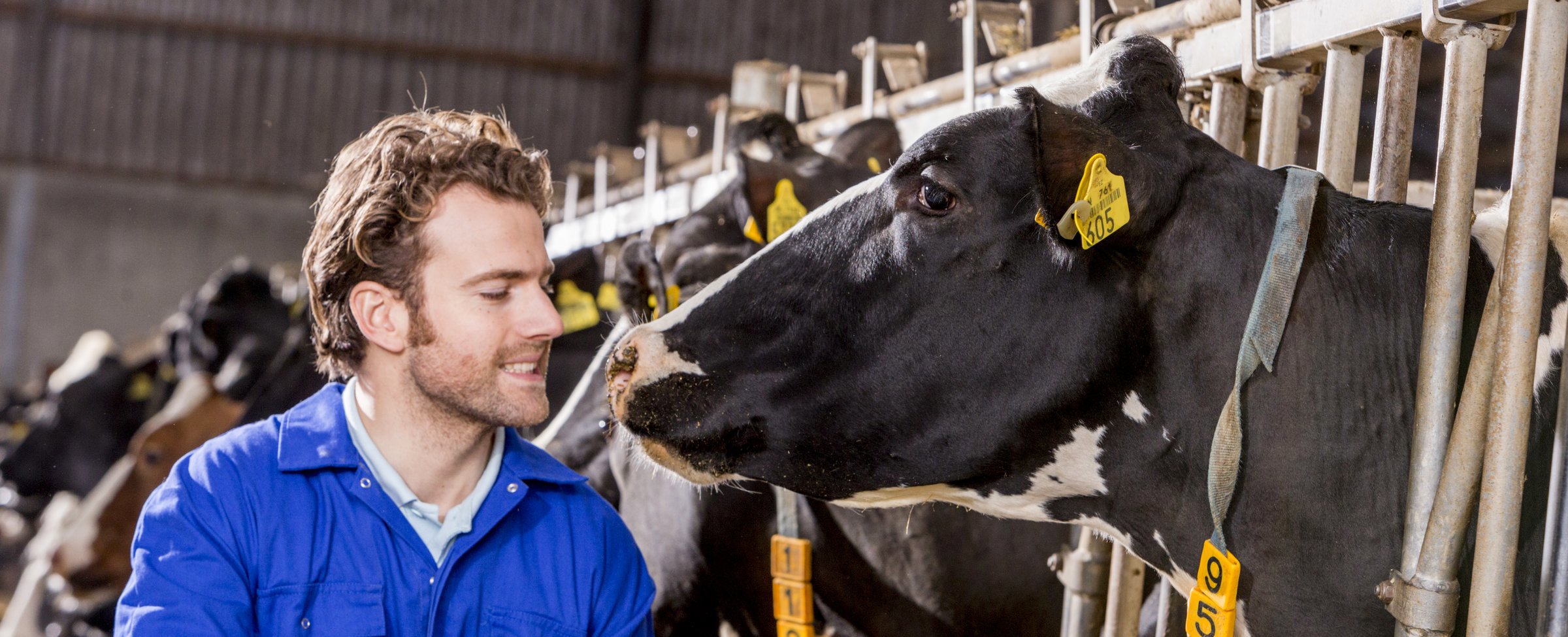 Optimising lifetime daily yield - Trouw Nutrition