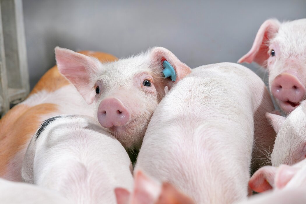 Piglets