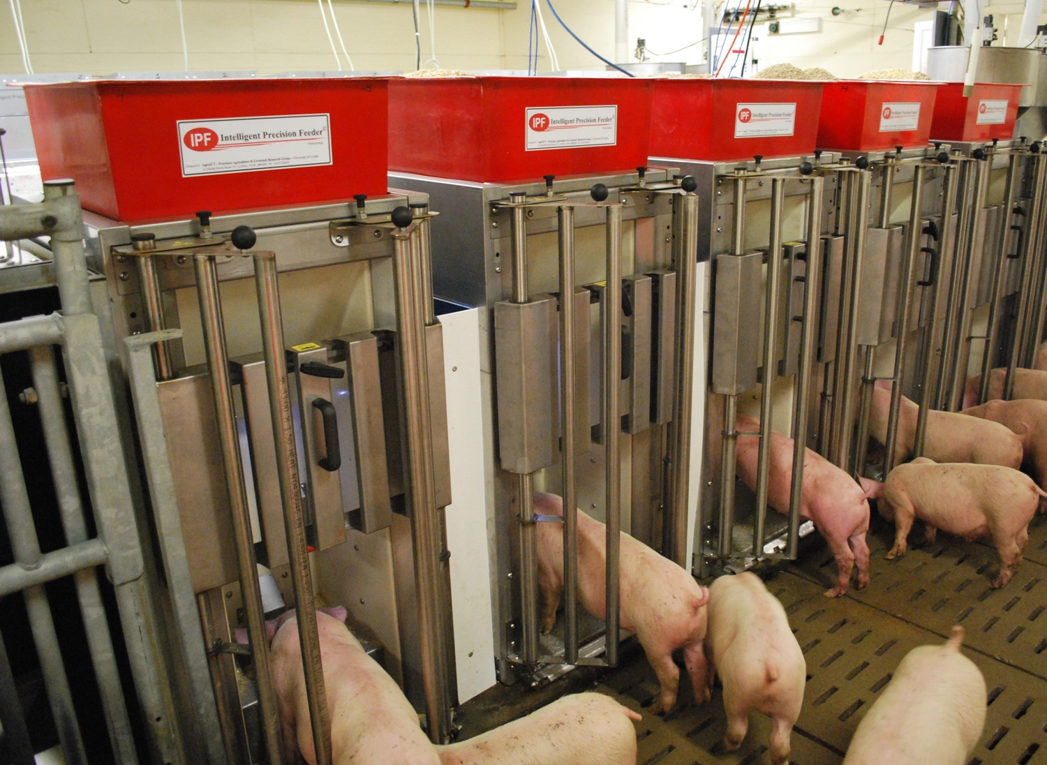 Pigs in automatic feeders