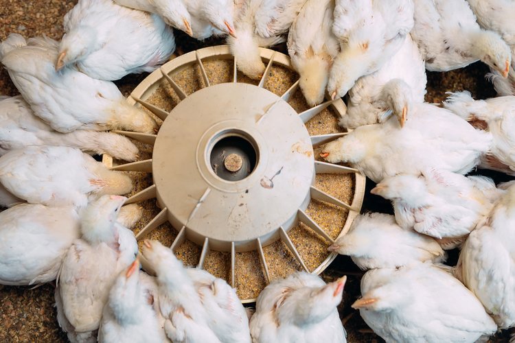 One Broiler Broilers - Trouw Nutrition