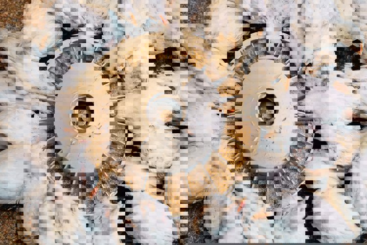 Broilers Trouw Nutrition