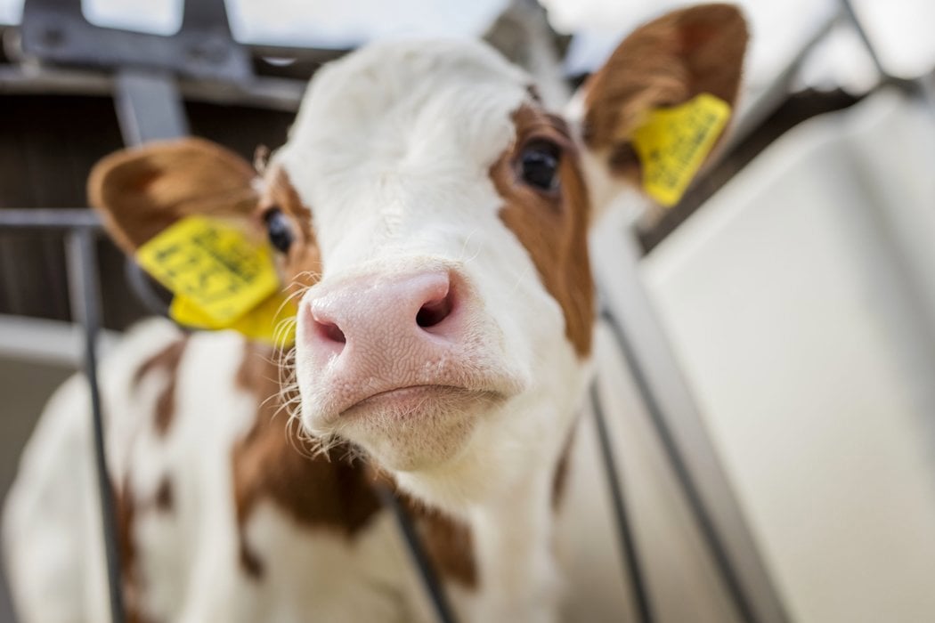 calf rearing program