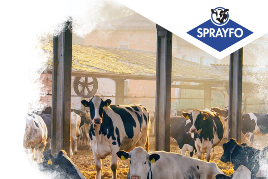 Cows in a barn with the sprayfo logo and white clouds on top.