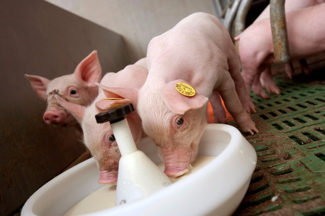 Feed and water safety for piglets