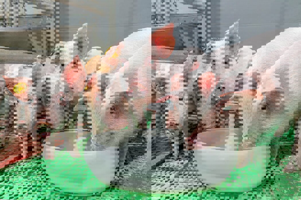 Piglets drinking from a feeder