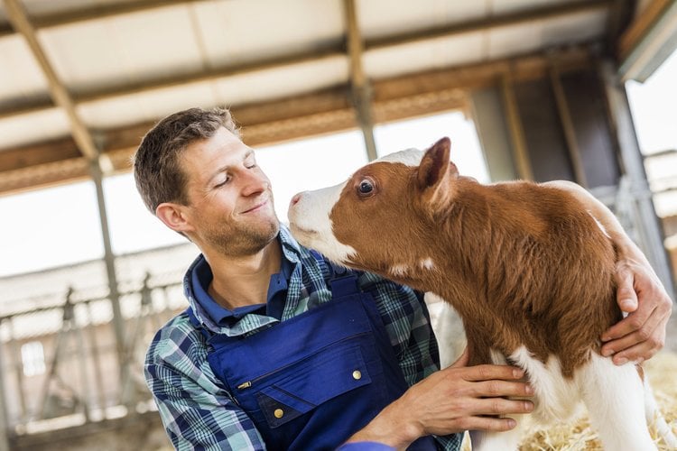 Managing calves with diarrhoea