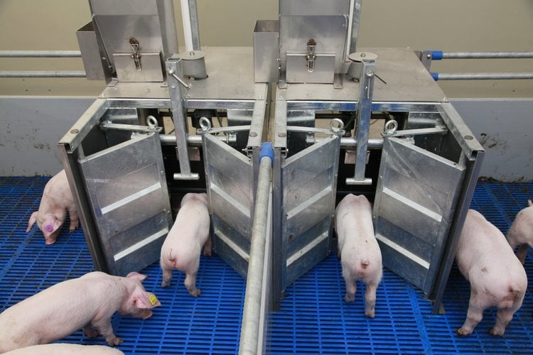 Swine research center