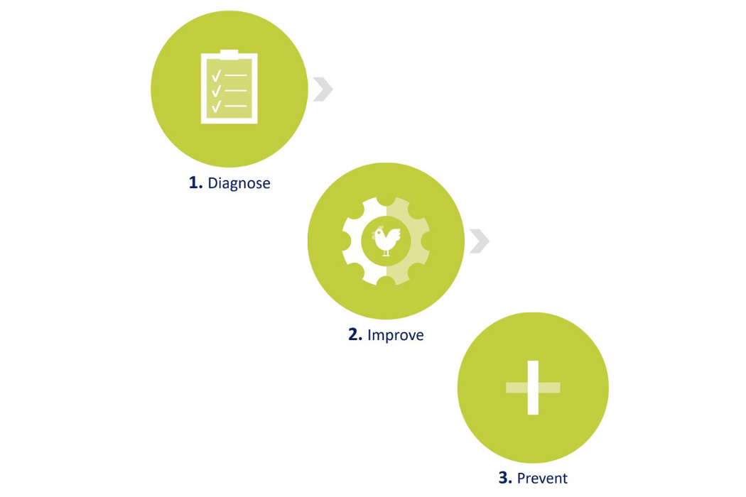 Three simple steps to stronger eggshells
