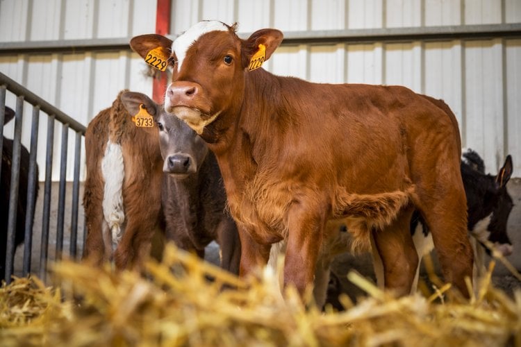 level of trace minerals impact on the farmer