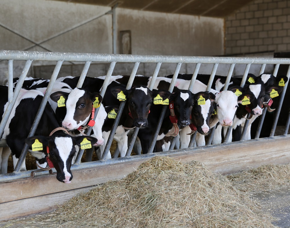 A healthy-looking group of calves, close to weaning.