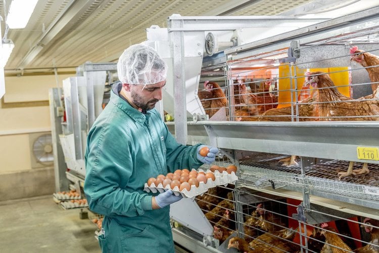Maximising egg production in layers