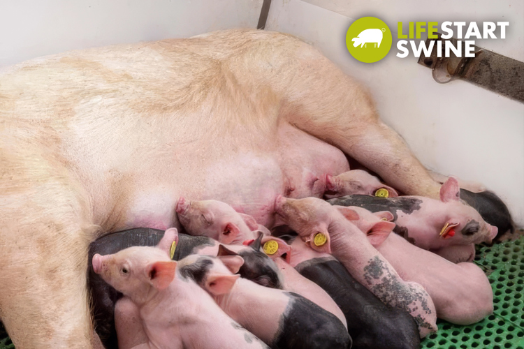 piglets feeding from mother