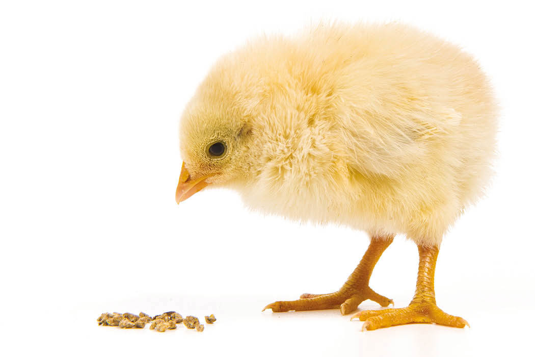 Chick