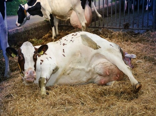 The calving pen