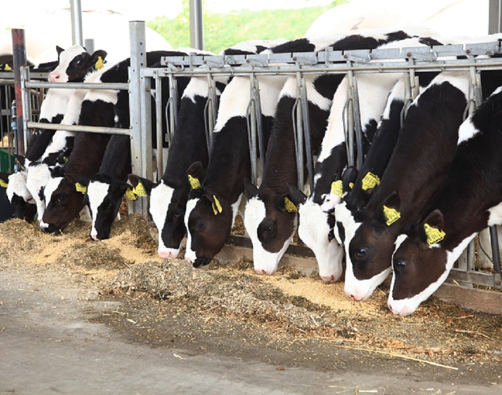 Calf and heifer feed management