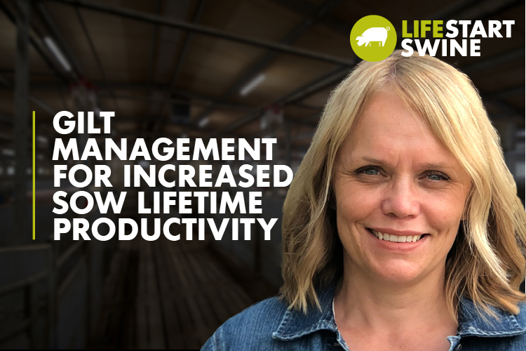 Thumbnail - Interview Gilt management for increased sow lifetime productivity