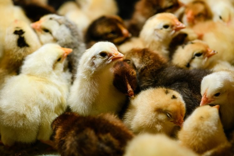 Uniformity and weight at rearing