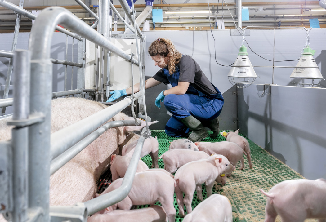 Top-dress dosing equipment installed at the feeding station
