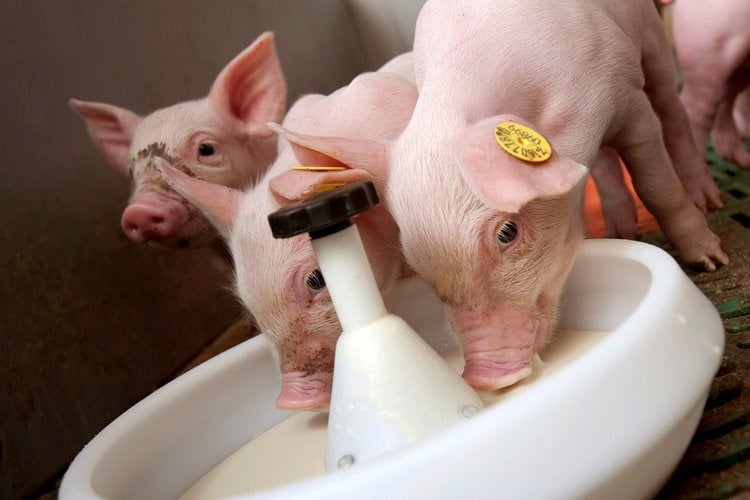 piglets feeding