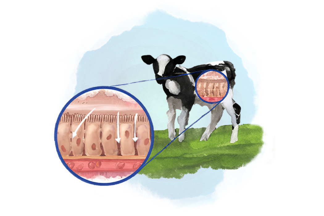 Our calf-centric approach