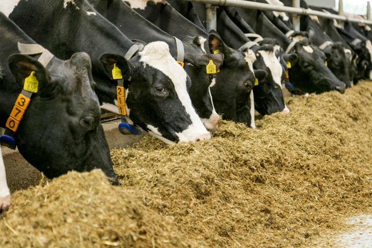 Cows in a stable eating hay