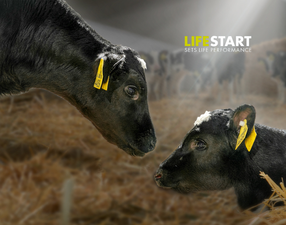 Nature tomorrow's herd