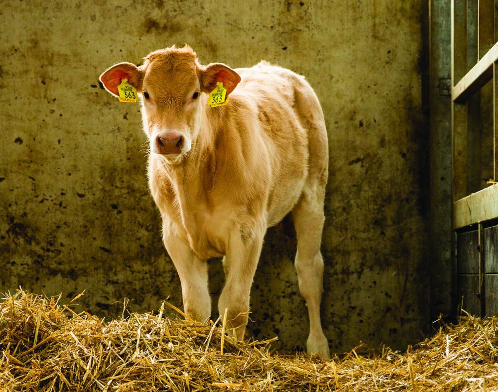 Beef grower standing in the corner of his pen, against a wall