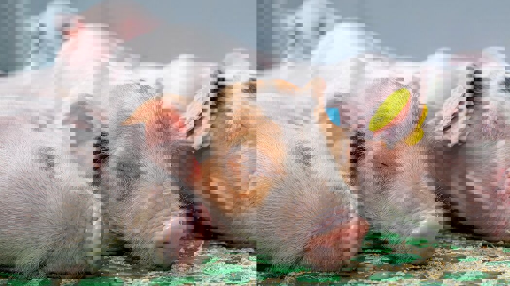 Piglets sleeping