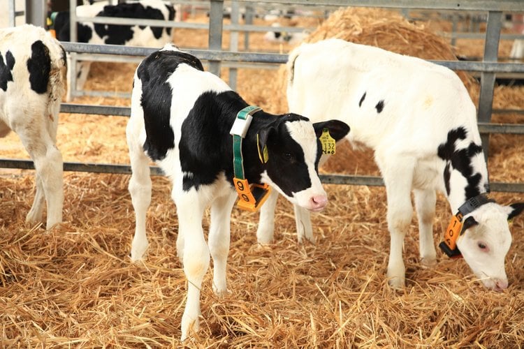 Digestive disturbances affect calves