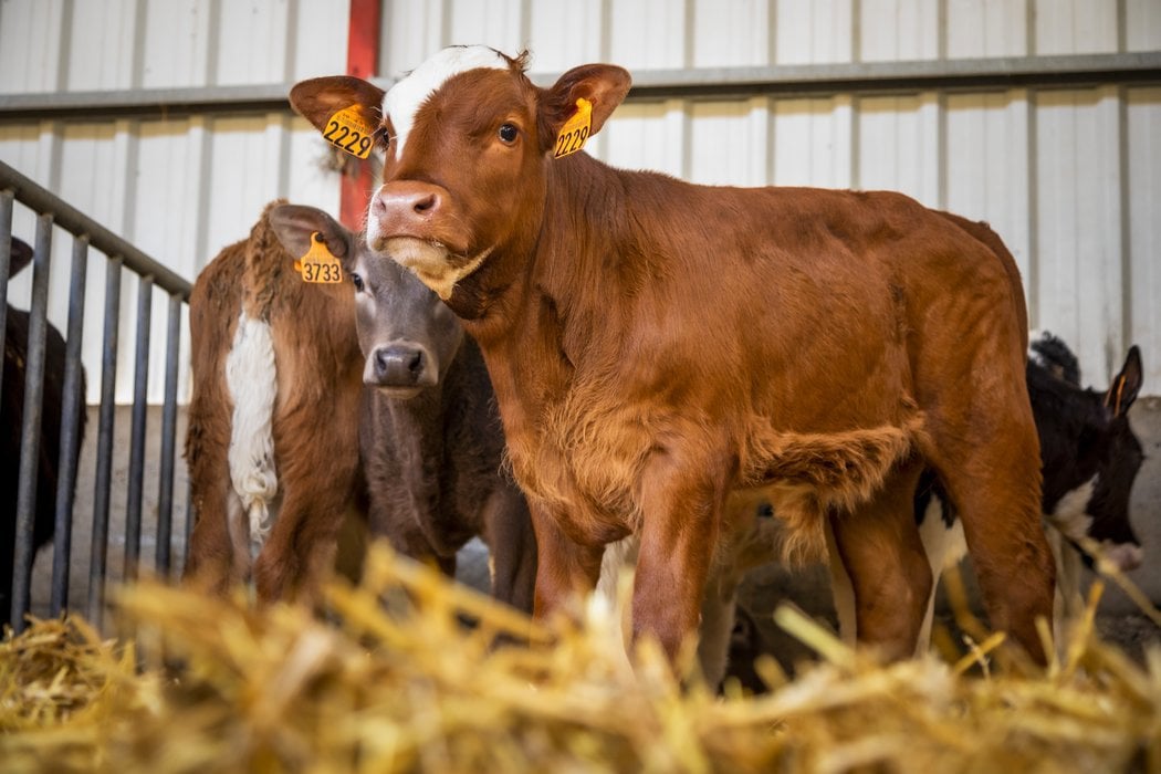 Dairy cow