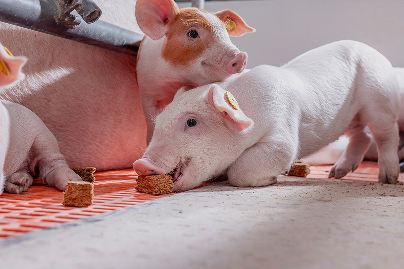 Piglets eating Milkiwean ActiBar