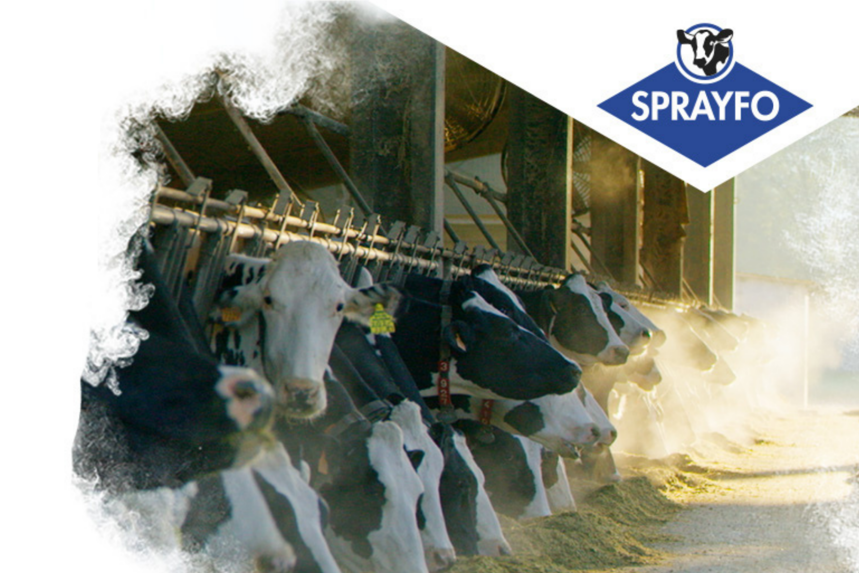 Cows in a barn with the sprayfo logo and white clouds on top.