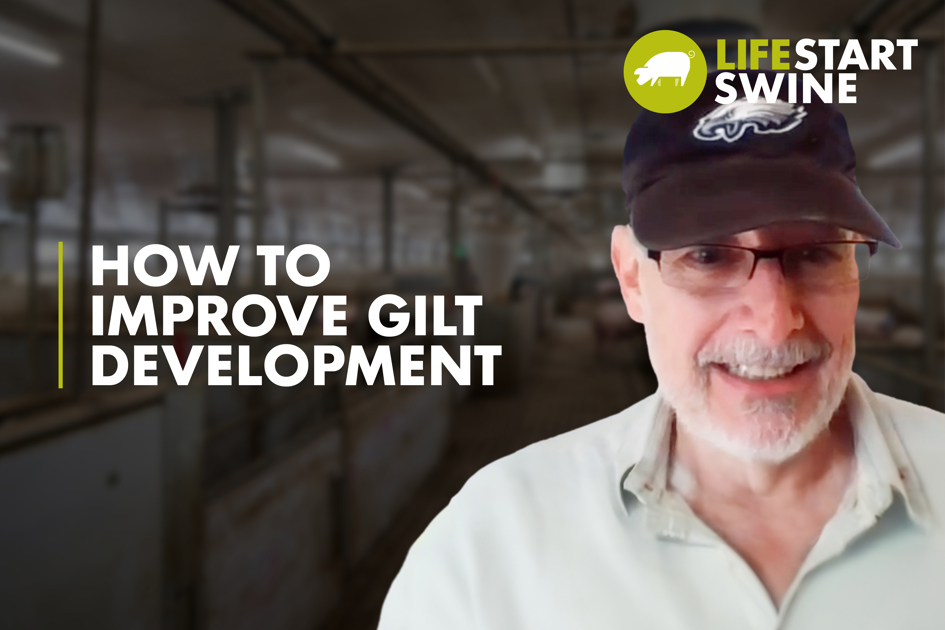 Tips To Enhance Gilt Development - Trouw Nutrition